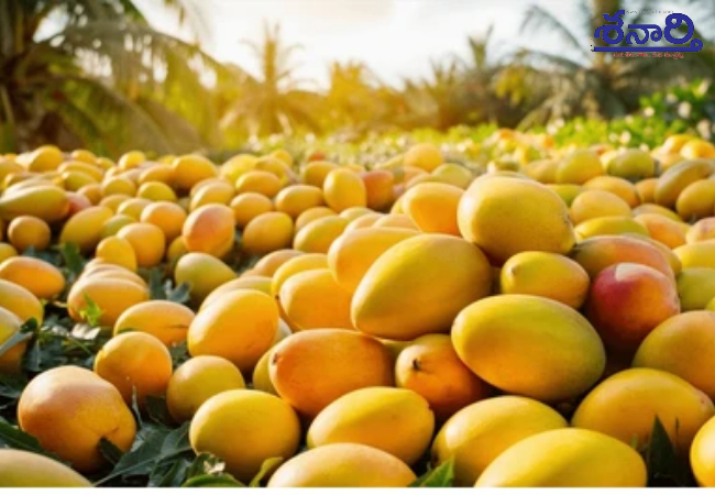 Mango
