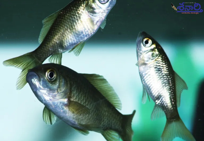Fish