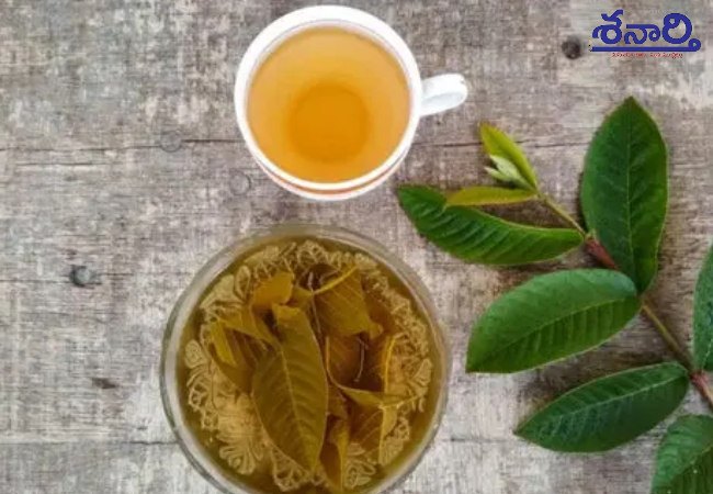 Guava Leaf