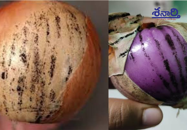 Onions